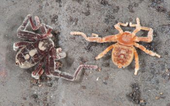 Media type: image;   Invertebrate Zoology 128904